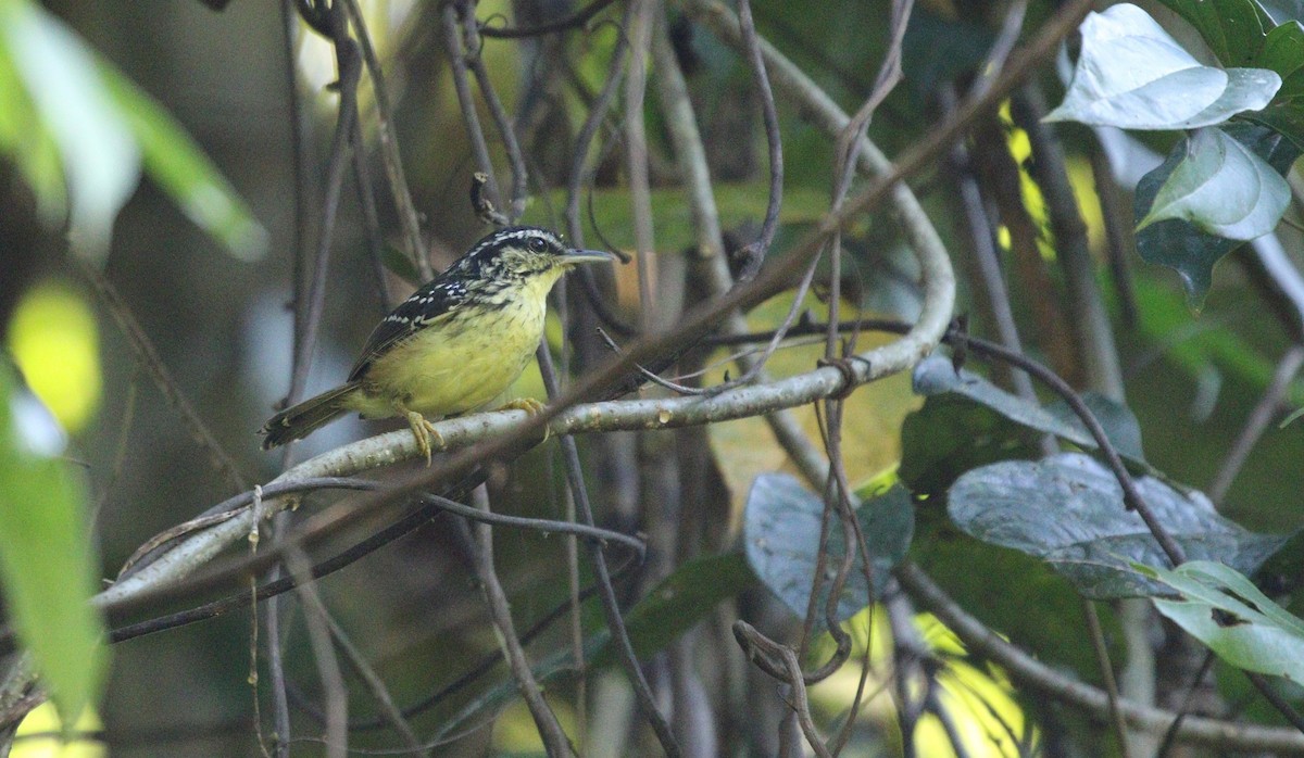 Yellow-breasted Warbling-Antbird - ML606906751