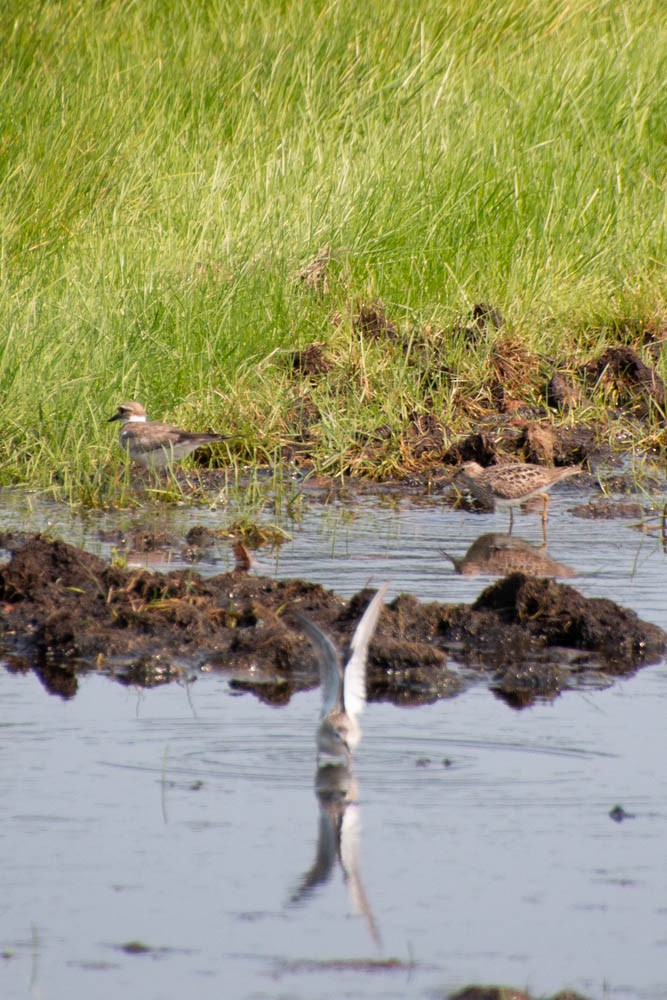 Wilson's Phalarope - ML606909521