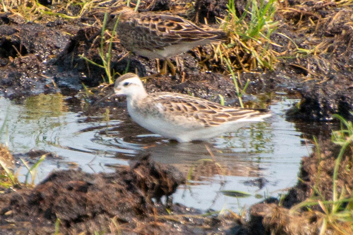 Wilson's Phalarope - ML606909591