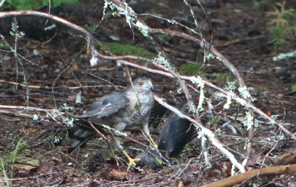 Sharp-shinned Hawk - ML606910071