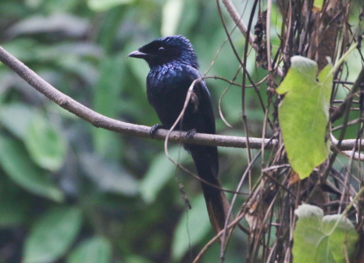 Lesser Racket-tailed Drongo - ML606910501