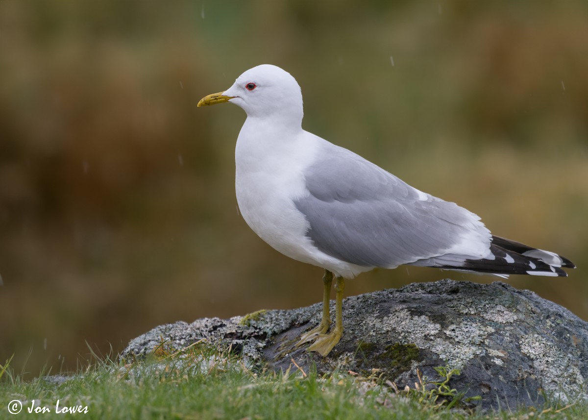 Common Gull (European) - ML606913331