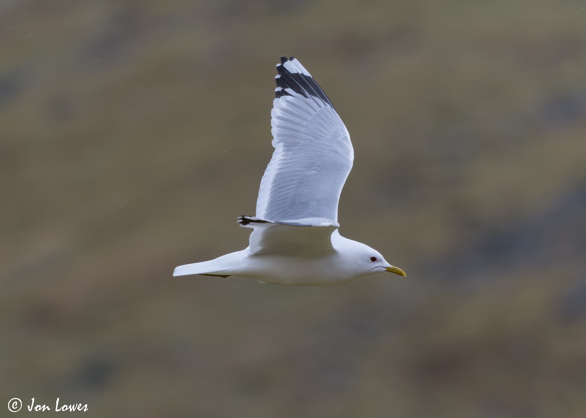 Common Gull (European) - Jon Lowes