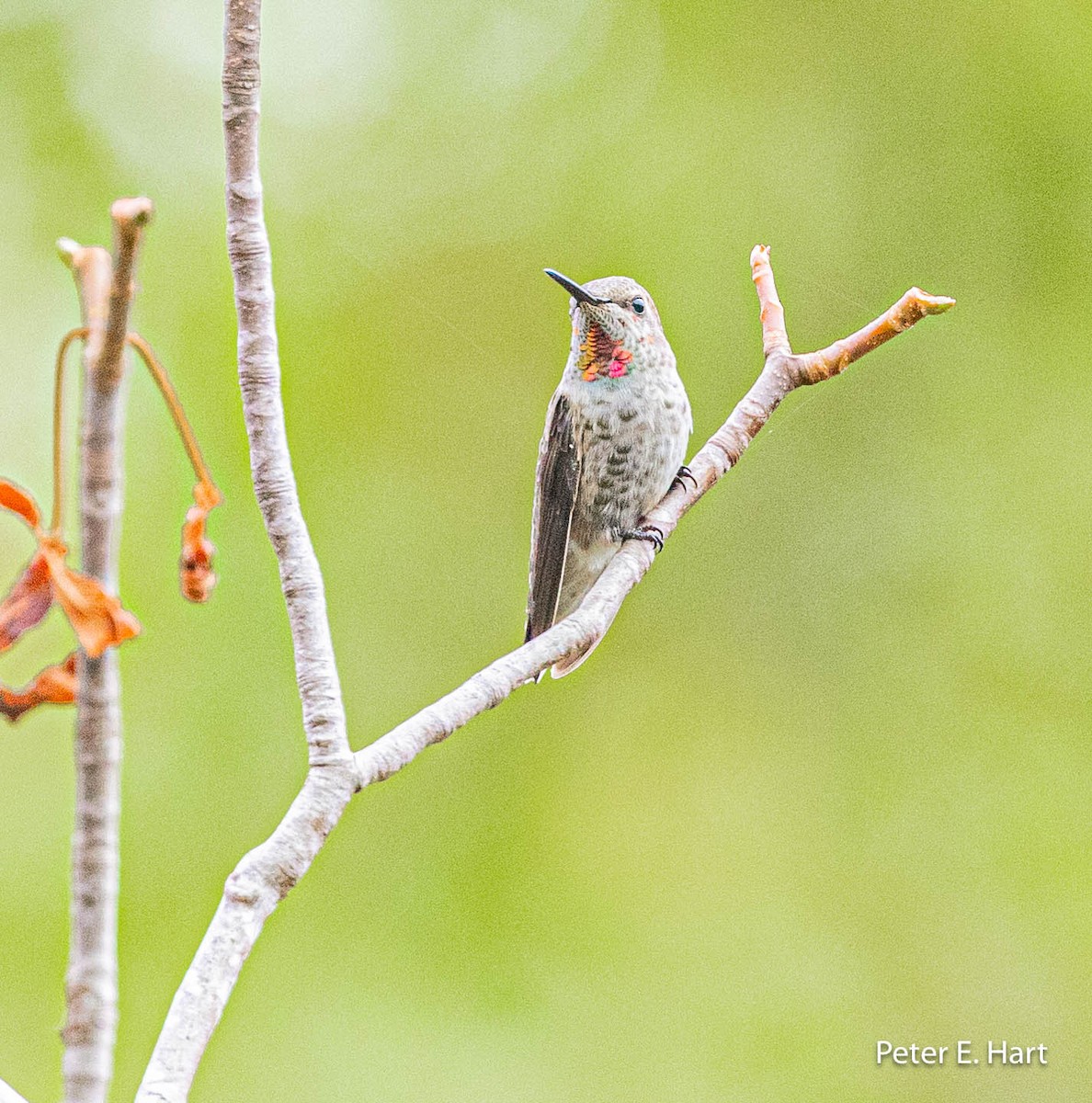 Anna's Hummingbird - ML606918991