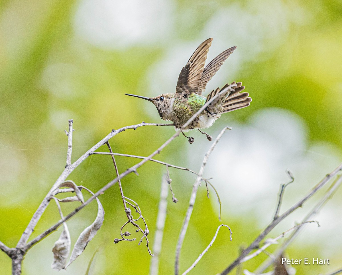 Anna's Hummingbird - ML606919011