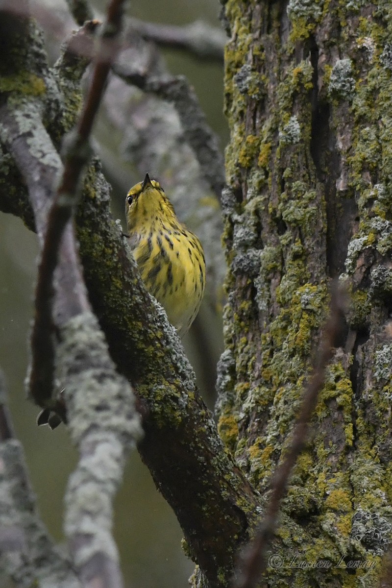 Cape May Warbler - ML606923161