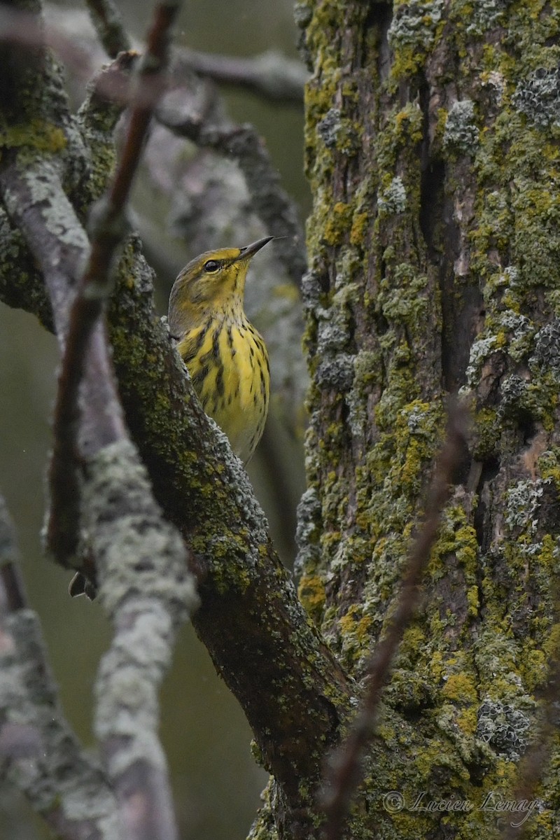 Cape May Warbler - ML606923221