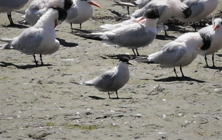 tanımsız sumru (Sterninae sp.) - ML606924191