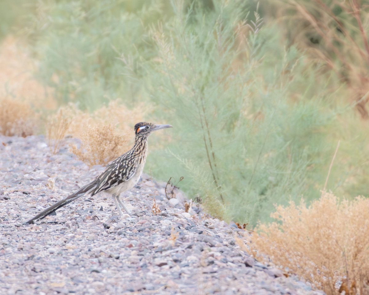 eBird Checklist 19 Aug 2023 Higley and Ocotillo Rds. ponds 14