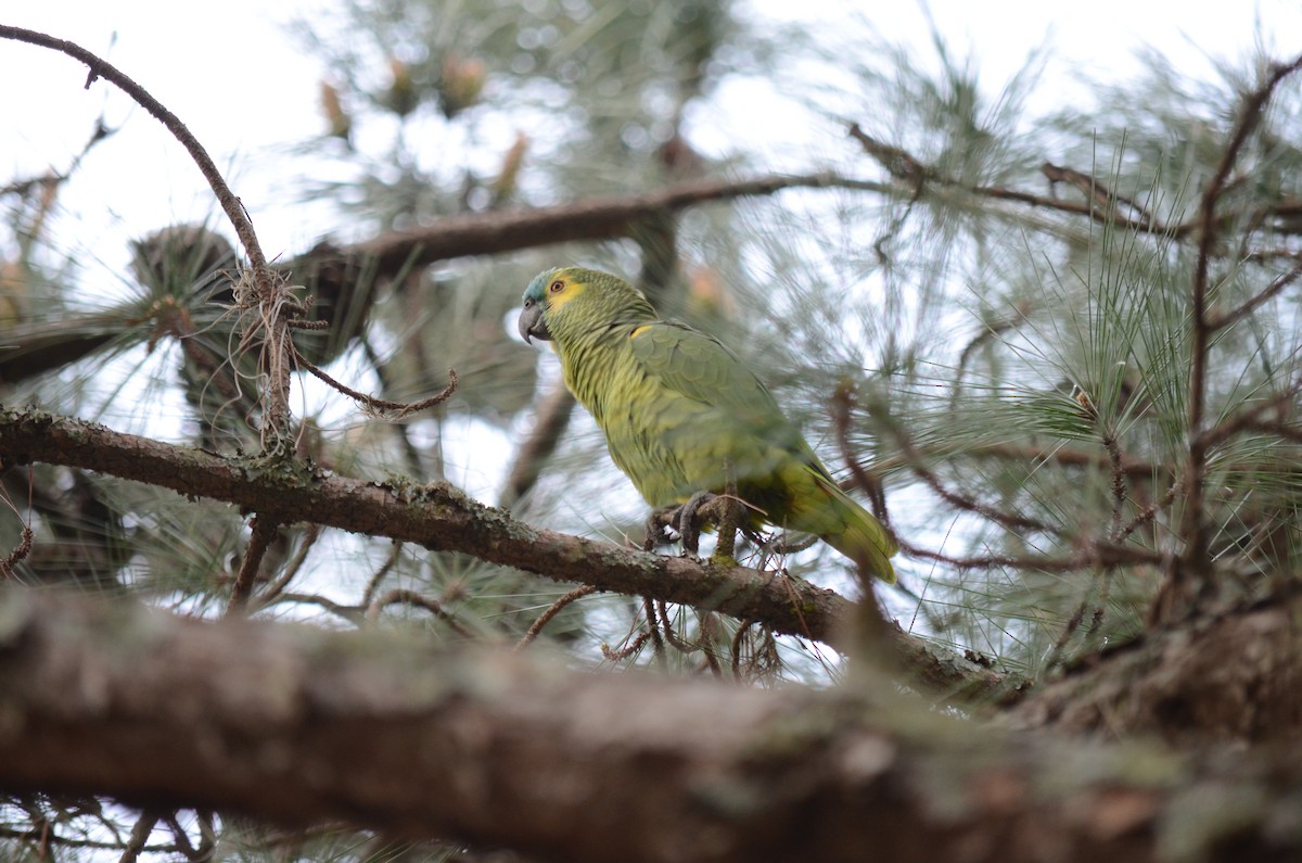 Turquoise-fronted Parrot - Manuel Cruces Vallo