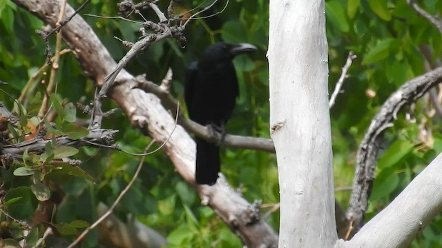 Large-billed Crow - ML606927401