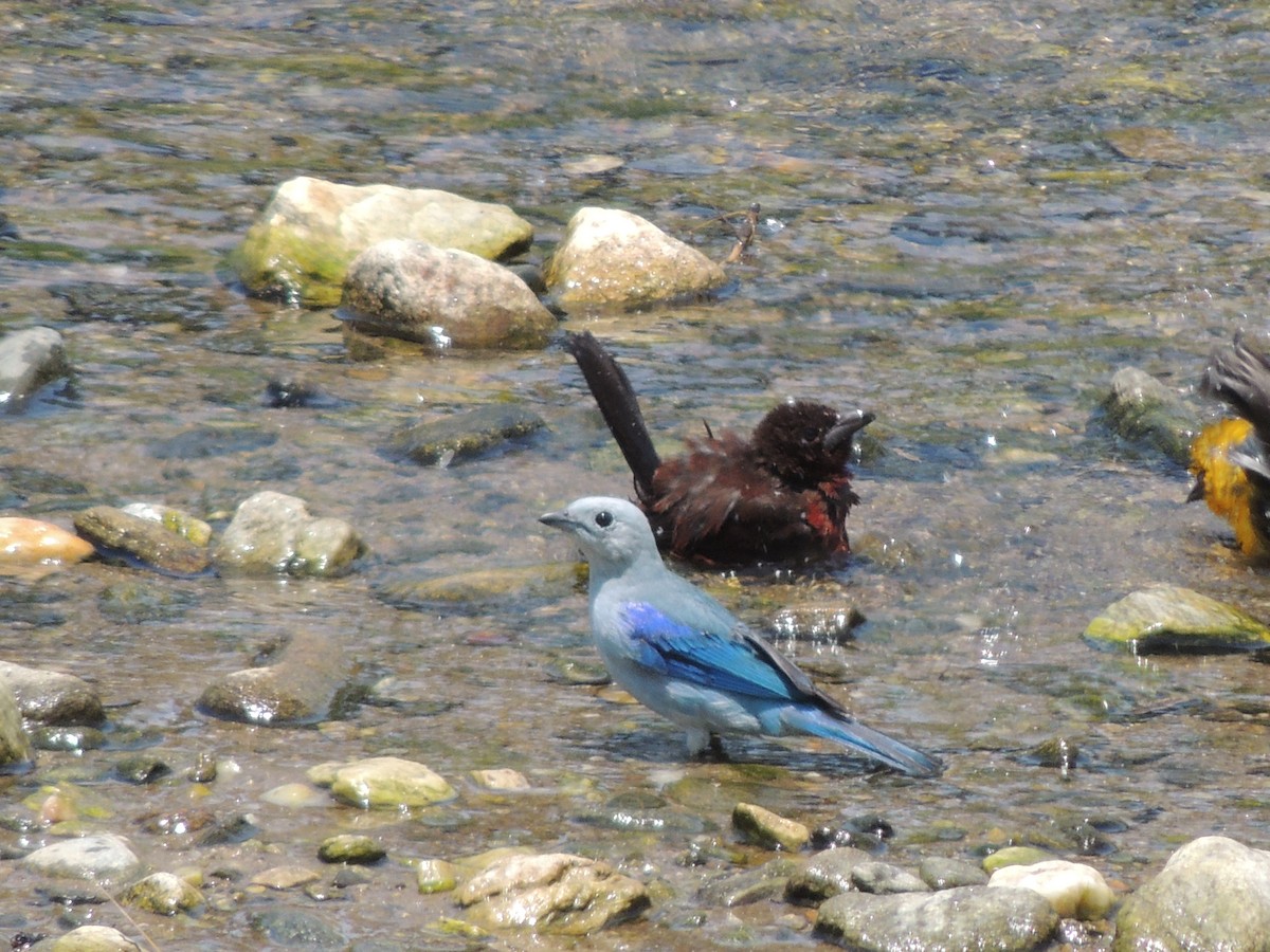 Blue-gray Tanager - ML606927911