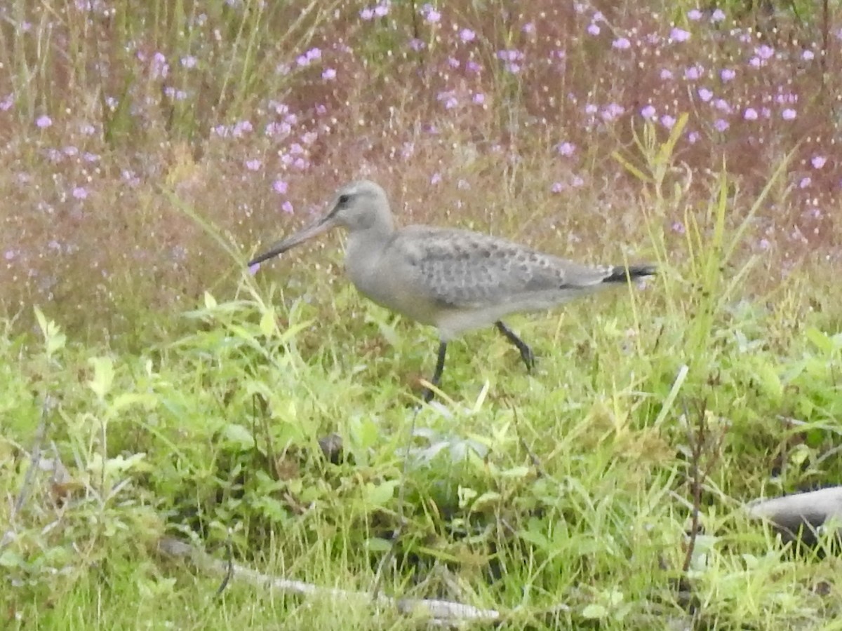eBird Checklist 25 Aug 2023 McLaughlin Bay Trails, Oshawa, Ontario