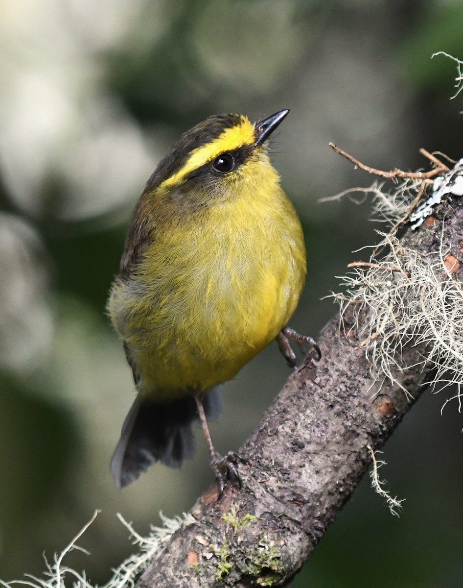 Yellow-bellied Chat-Tyrant - Timothy White