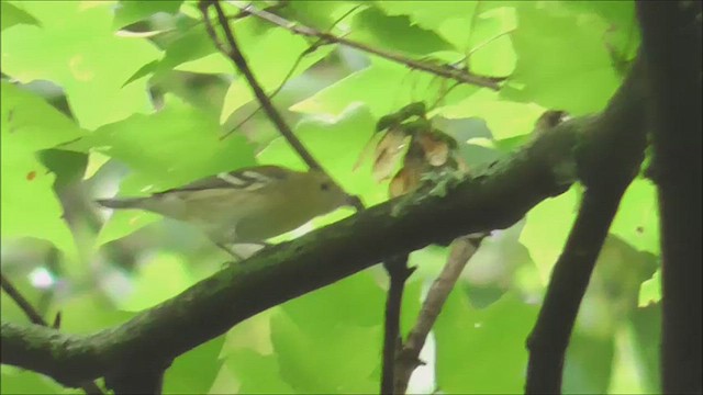 Bay-breasted Warbler - ML606931311
