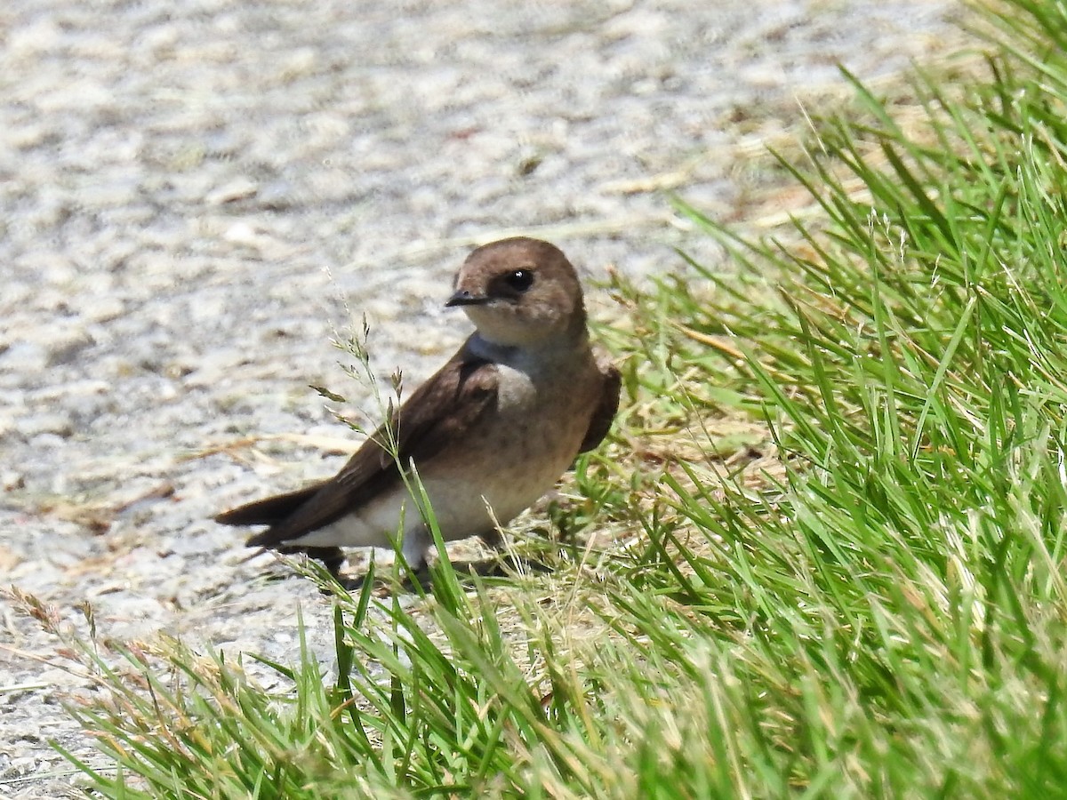 Northern Rough-winged Swallow - ML60693241