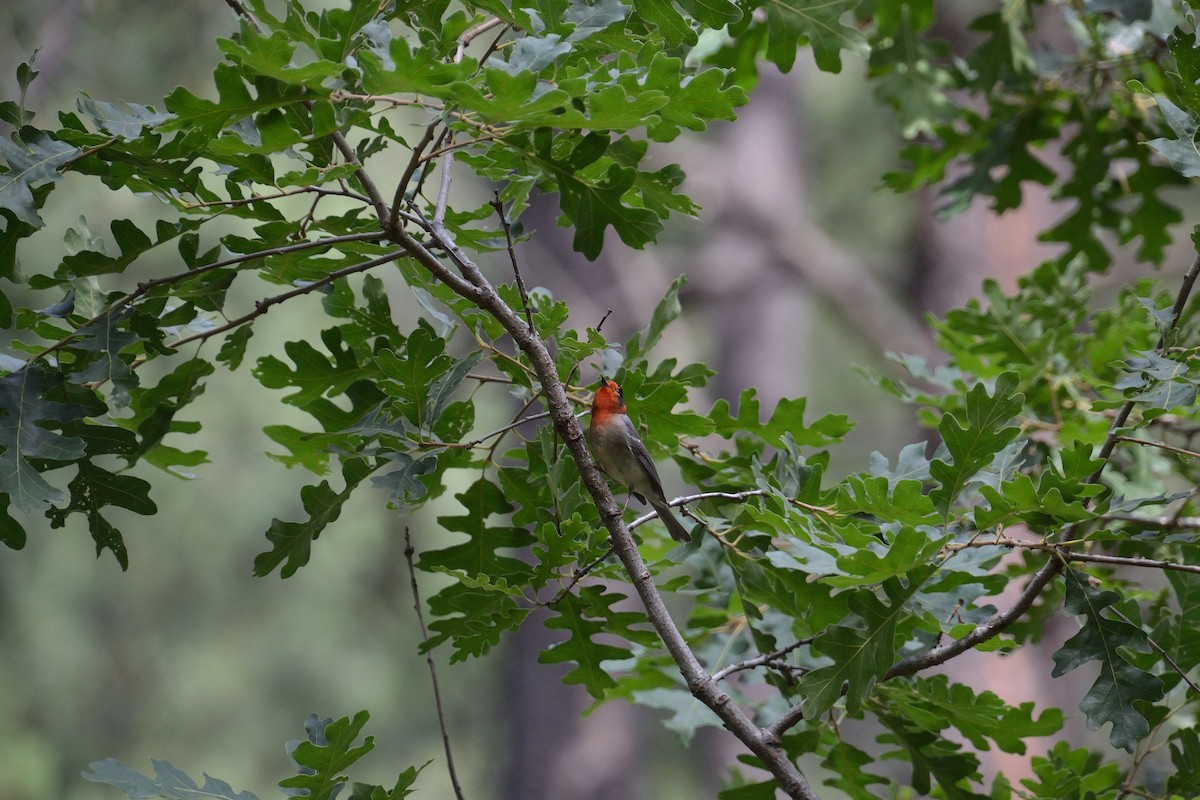 Red-faced Warbler - ML606933201