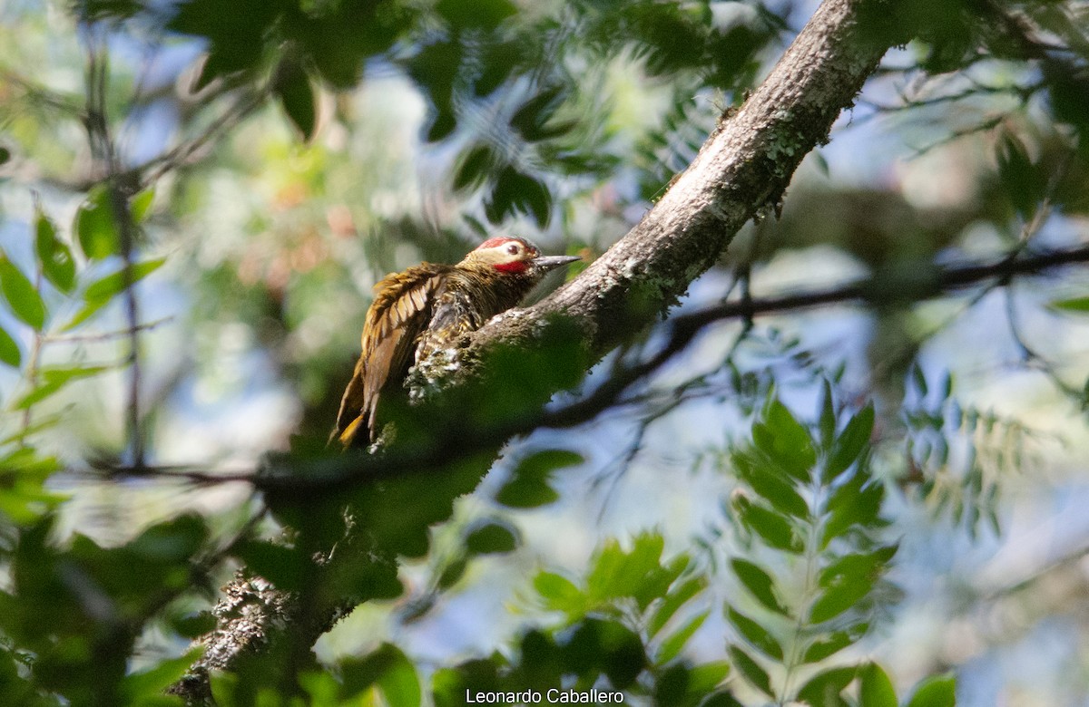 Golden-olive Woodpecker - ML606934401
