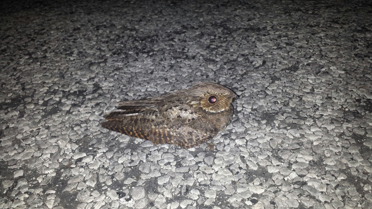 Common Poorwill - Ashley Wahlberg (Tubbs)