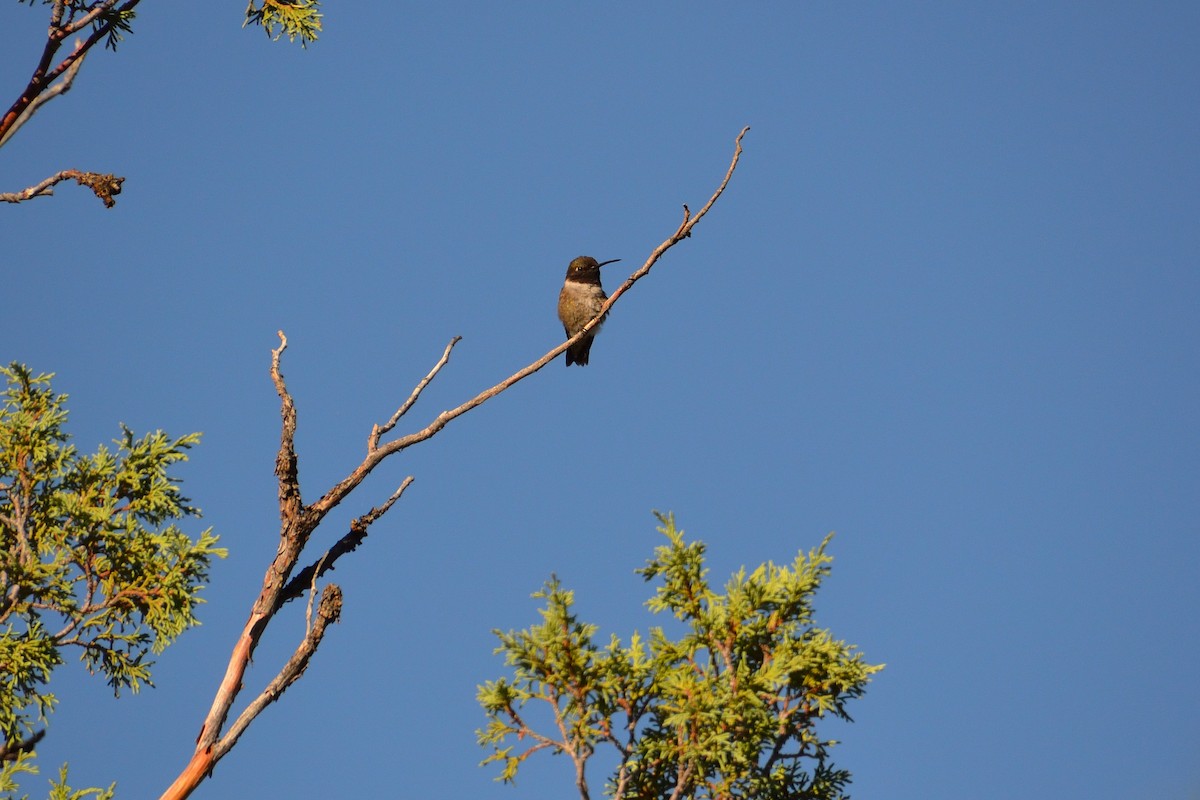 Black-chinned Hummingbird - ML606935111