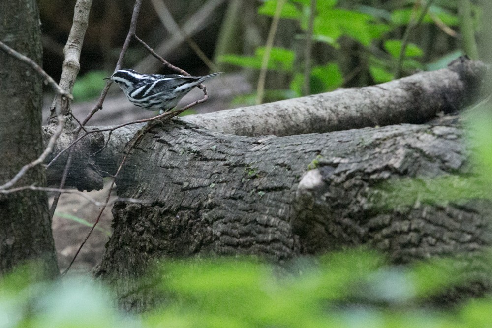 Black-and-white Warbler - ML606936071