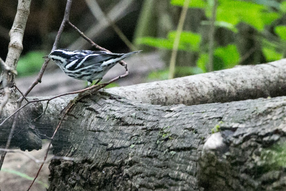 Black-and-white Warbler - ML606936081