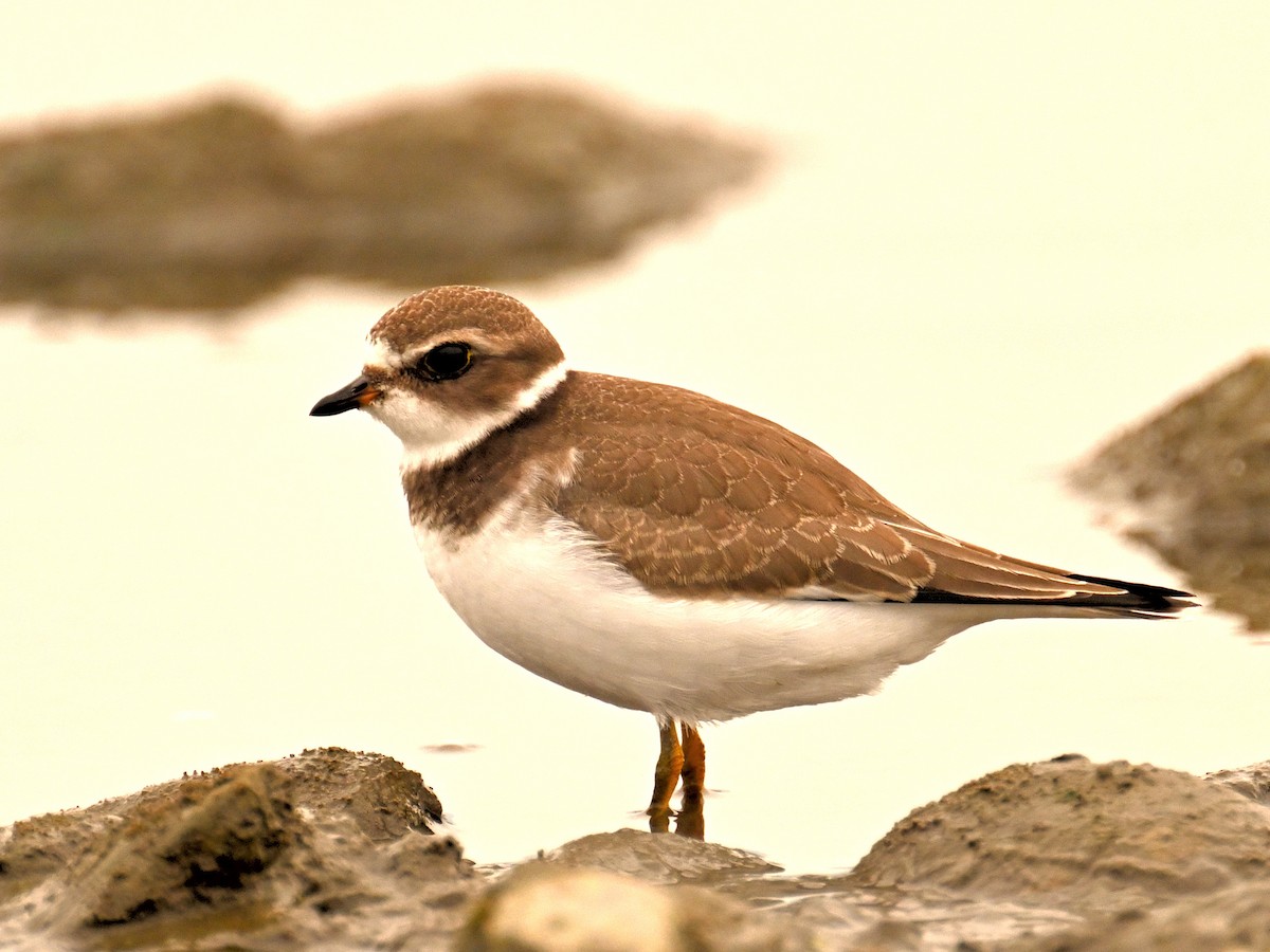 EBird Checklist 24 Aug 2023 Salmon Arm Bay General 20 Species