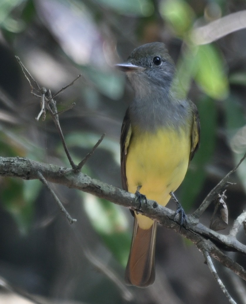 Great Crested Flycatcher - ML606942021