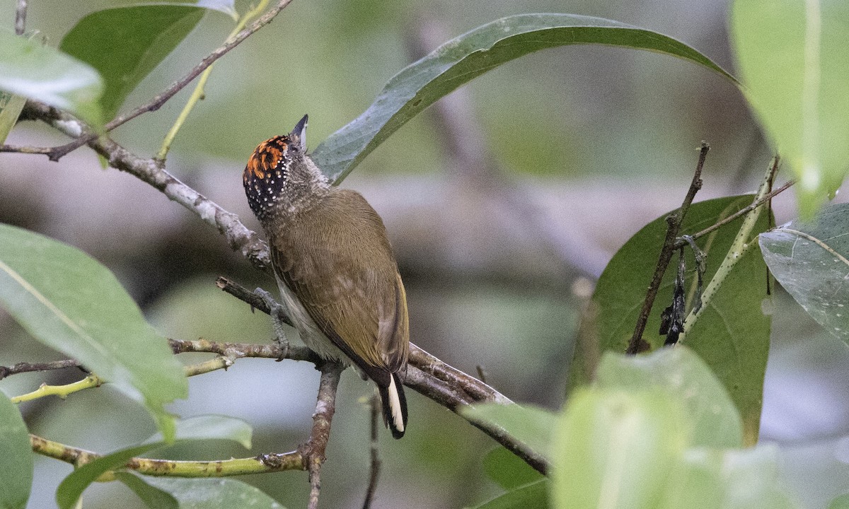 Fine-barred Piculet - ML606943091