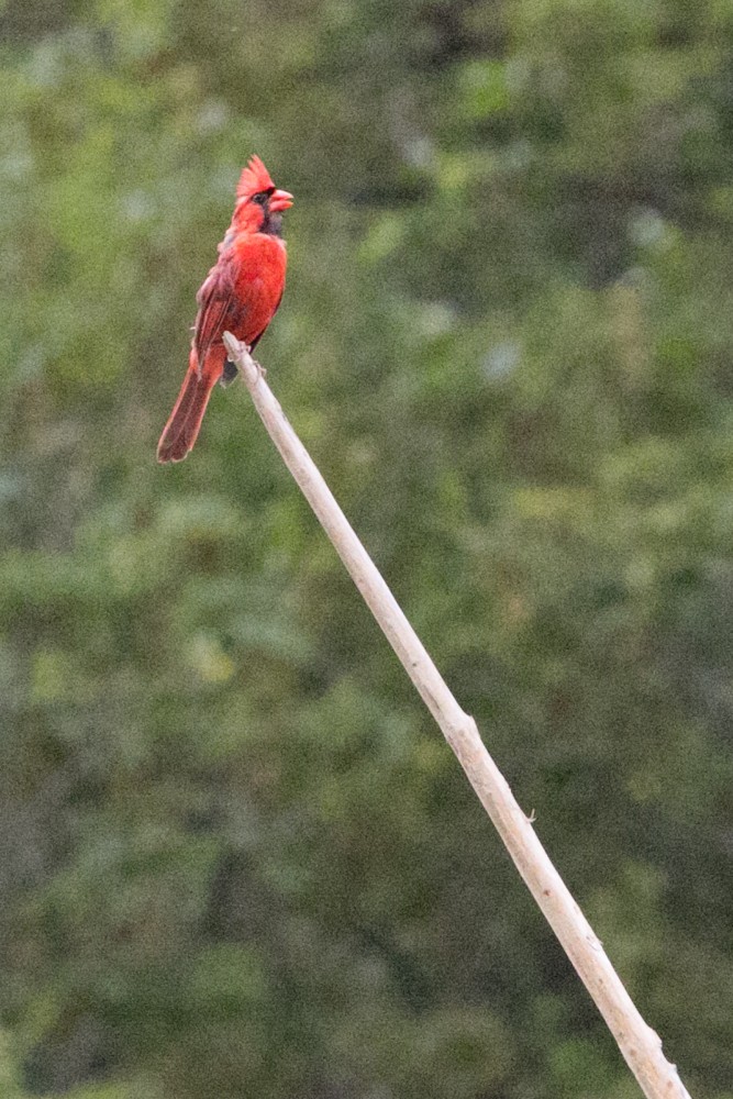 Cardinal rouge - ML606943891