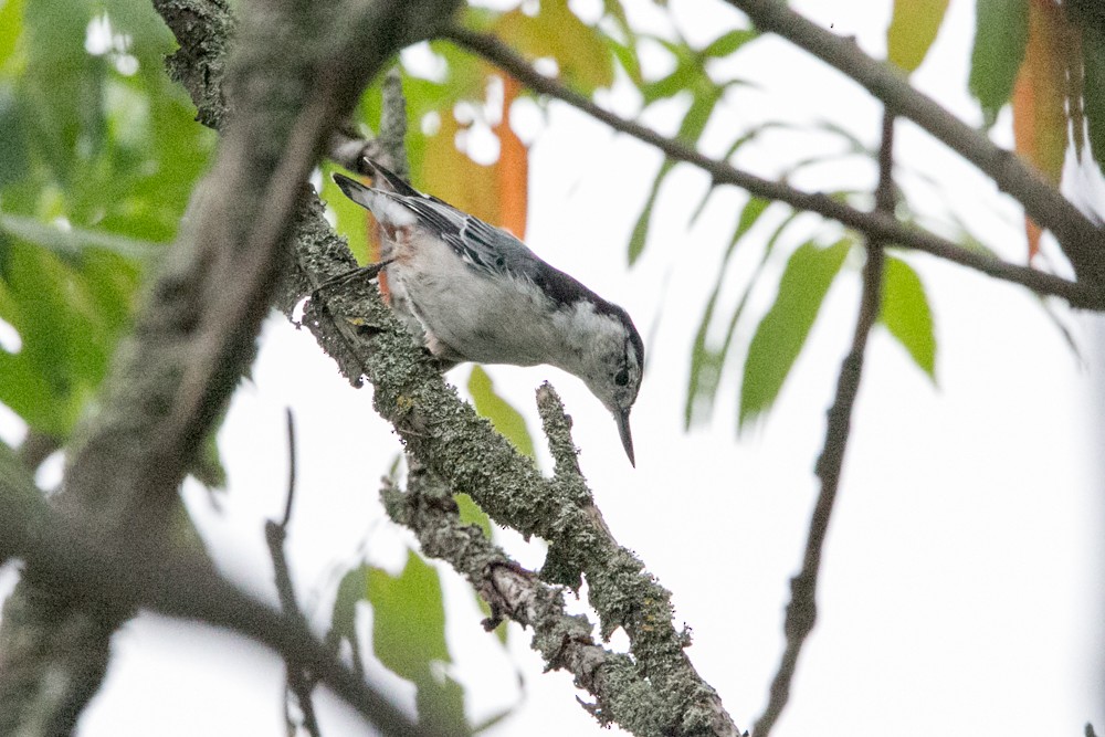 White-breasted Nuthatch - ML606944201