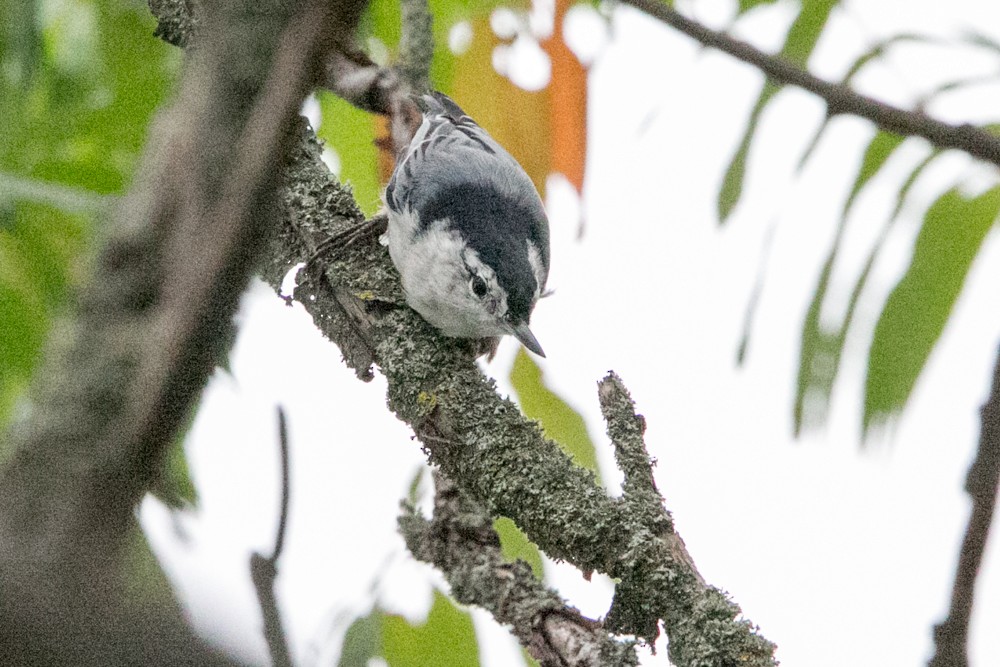 White-breasted Nuthatch - Monica Lee