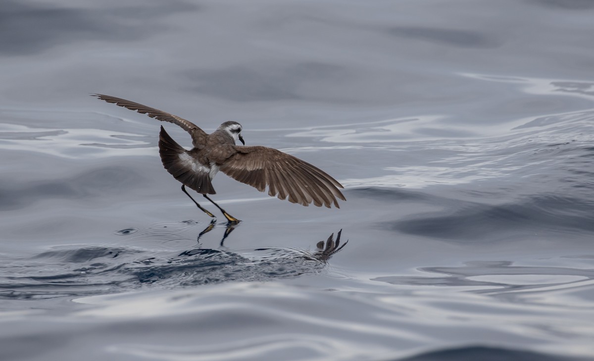 White-faced Storm-Petrel - ML606946681