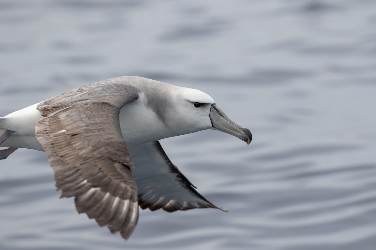 White-capped Albatross - ML606946771