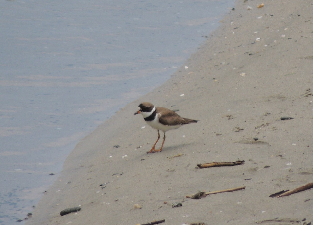 Semipalmated Plover - ML606948201