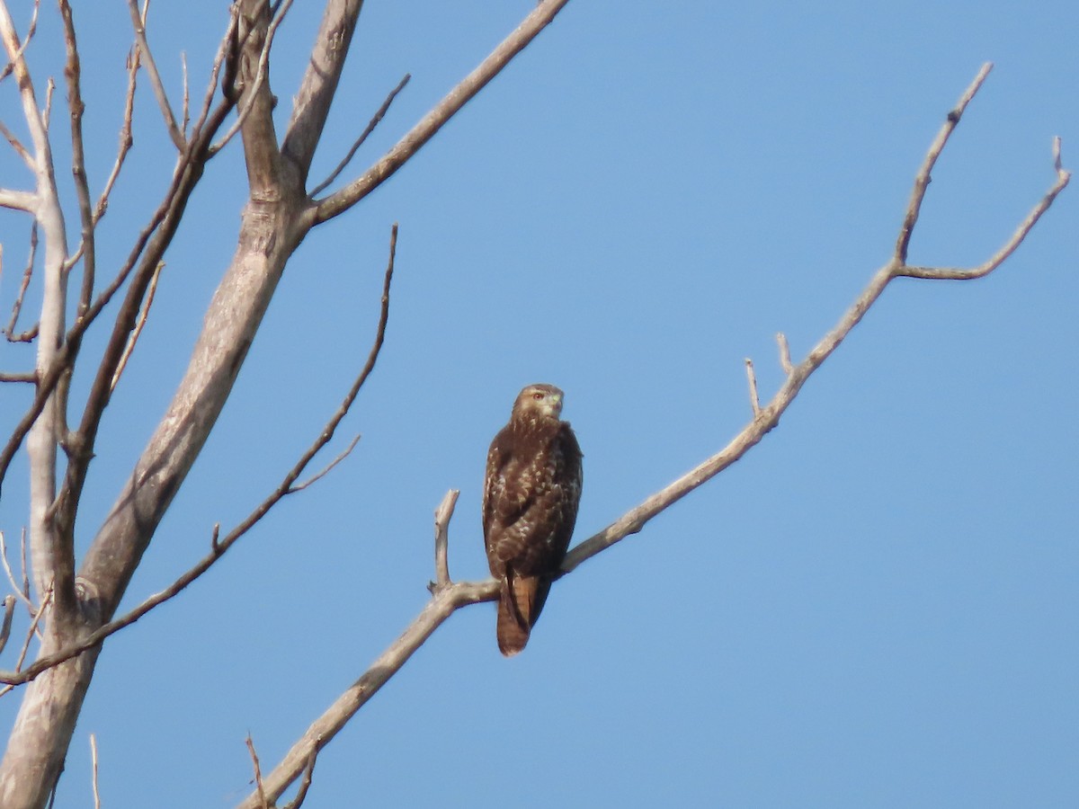 Red-tailed Hawk - ML606948831