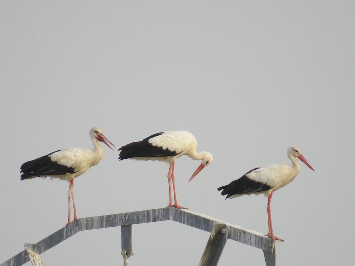 White Stork - C G E