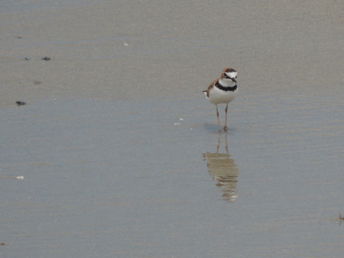 Collared Plover - ML606951021