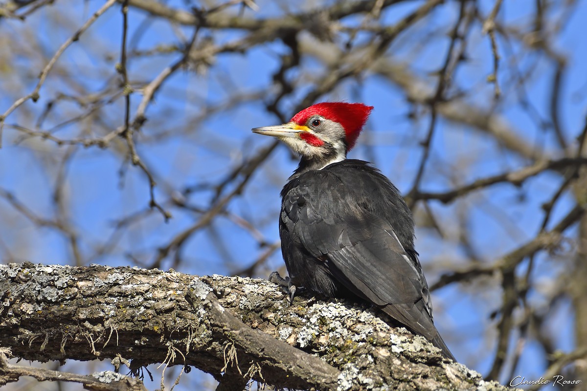 Black-bodied Woodpecker - Claudio Rosso