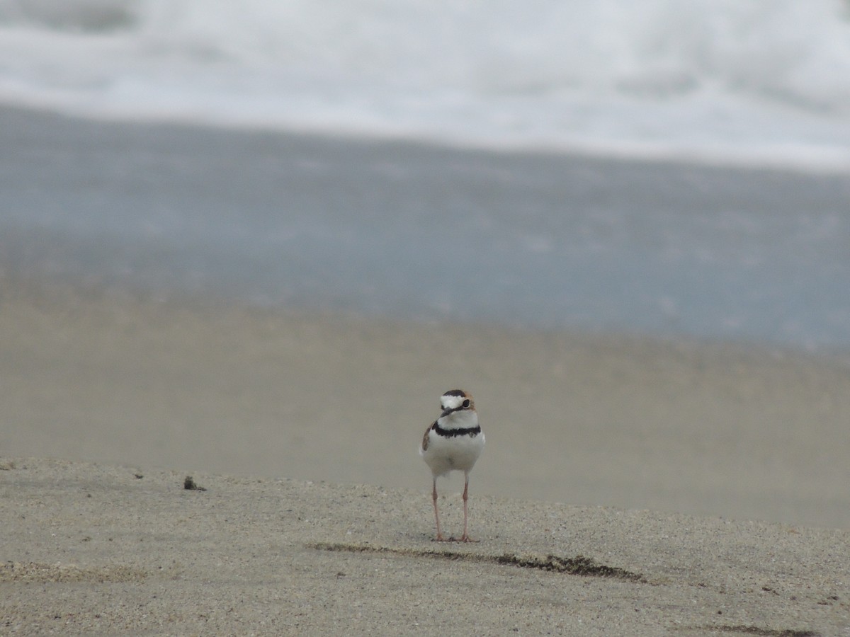 Collared Plover - ML606958321