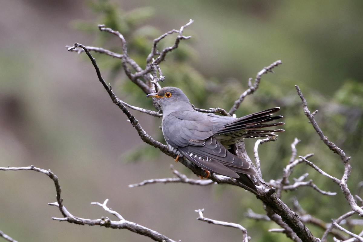 Common Cuckoo - Charley Hesse TROPICAL BIRDING