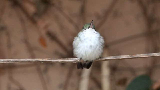 kolibřík bělobřichý - ML606960421