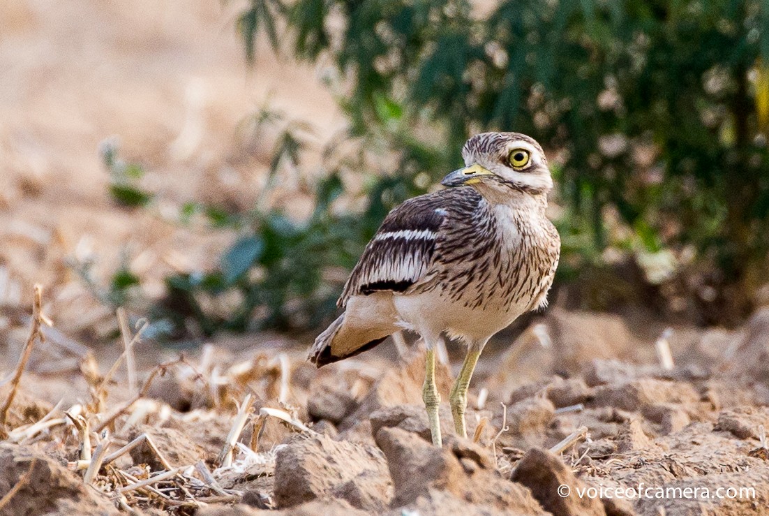Indian Thick-knee - ML60696451