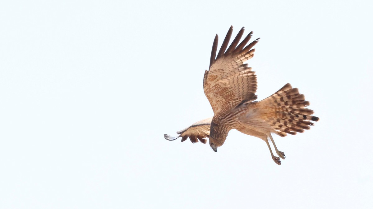 Spotted Harrier - ML606967361