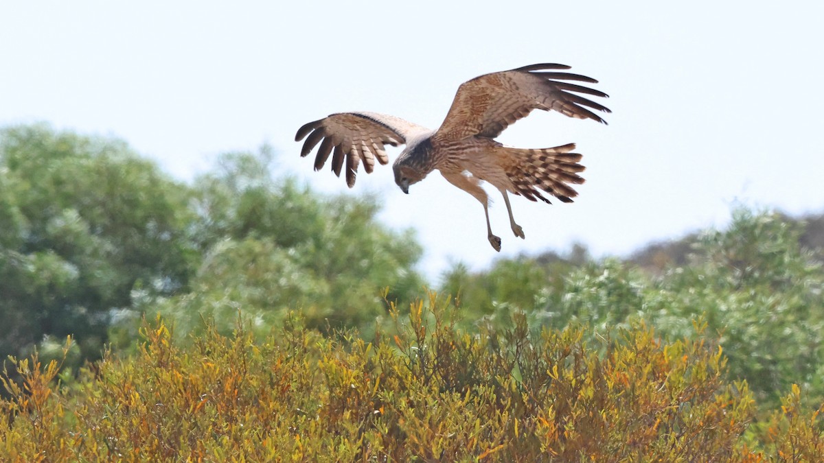 Spotted Harrier - ML606967451