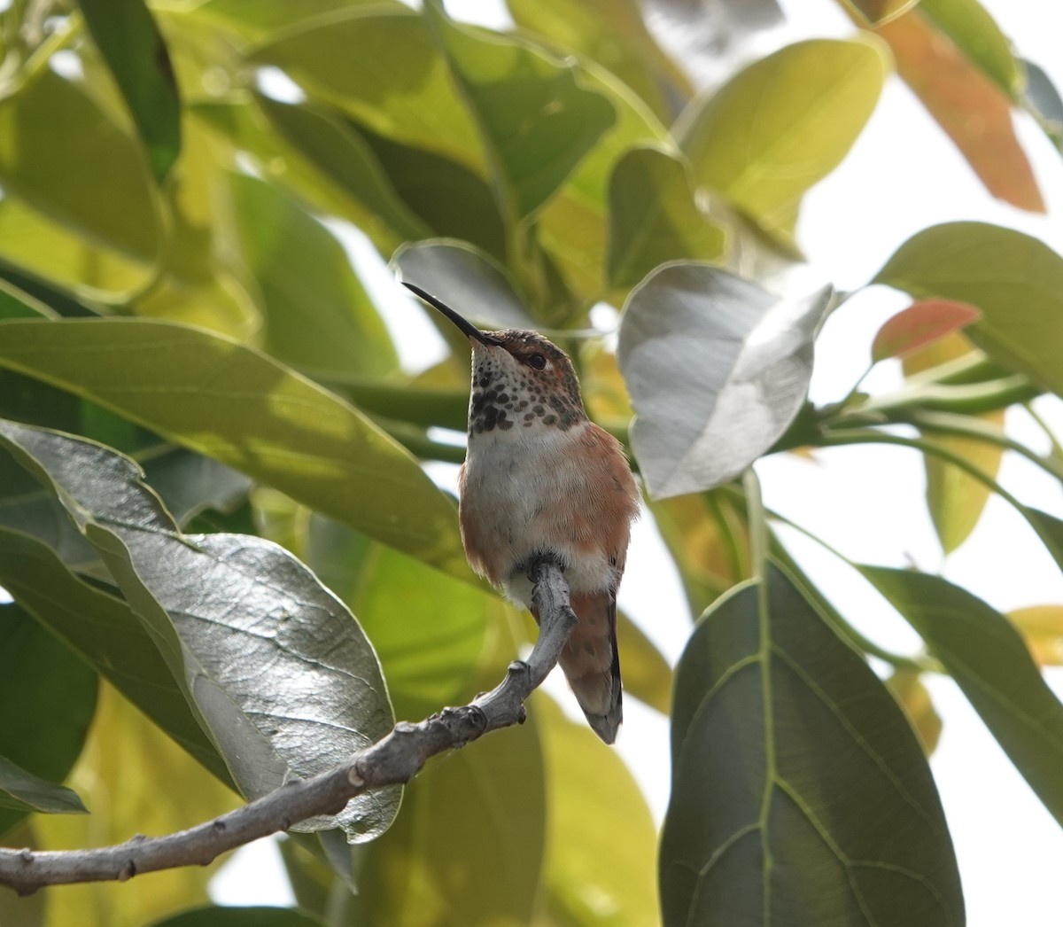 Allen's Hummingbird - ML606969441