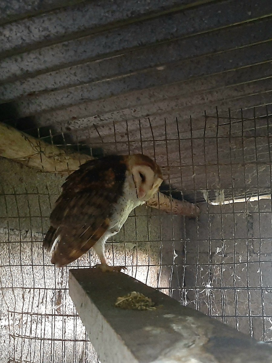 Barn Owl (Galapagos) - ML606971761