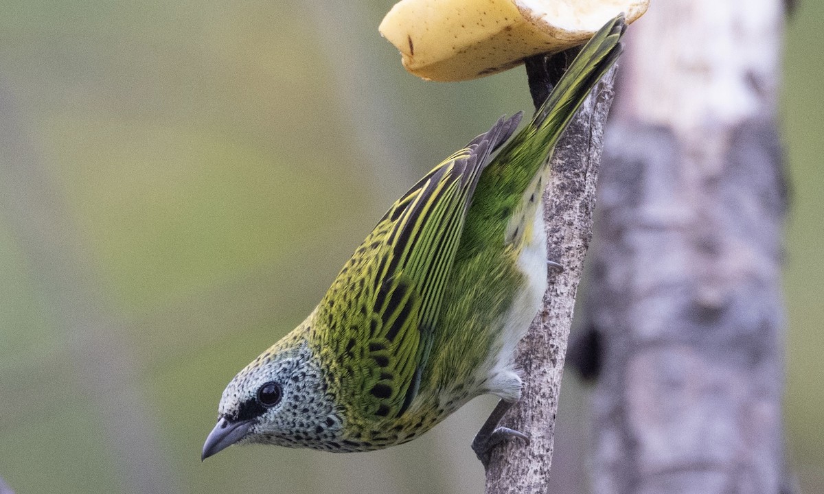 Spotted Tanager - Ben Loehnen