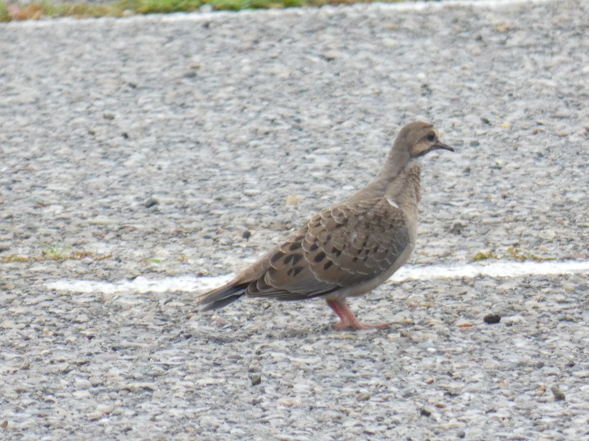 Ebird Checklist Aug Sterling Sp Species