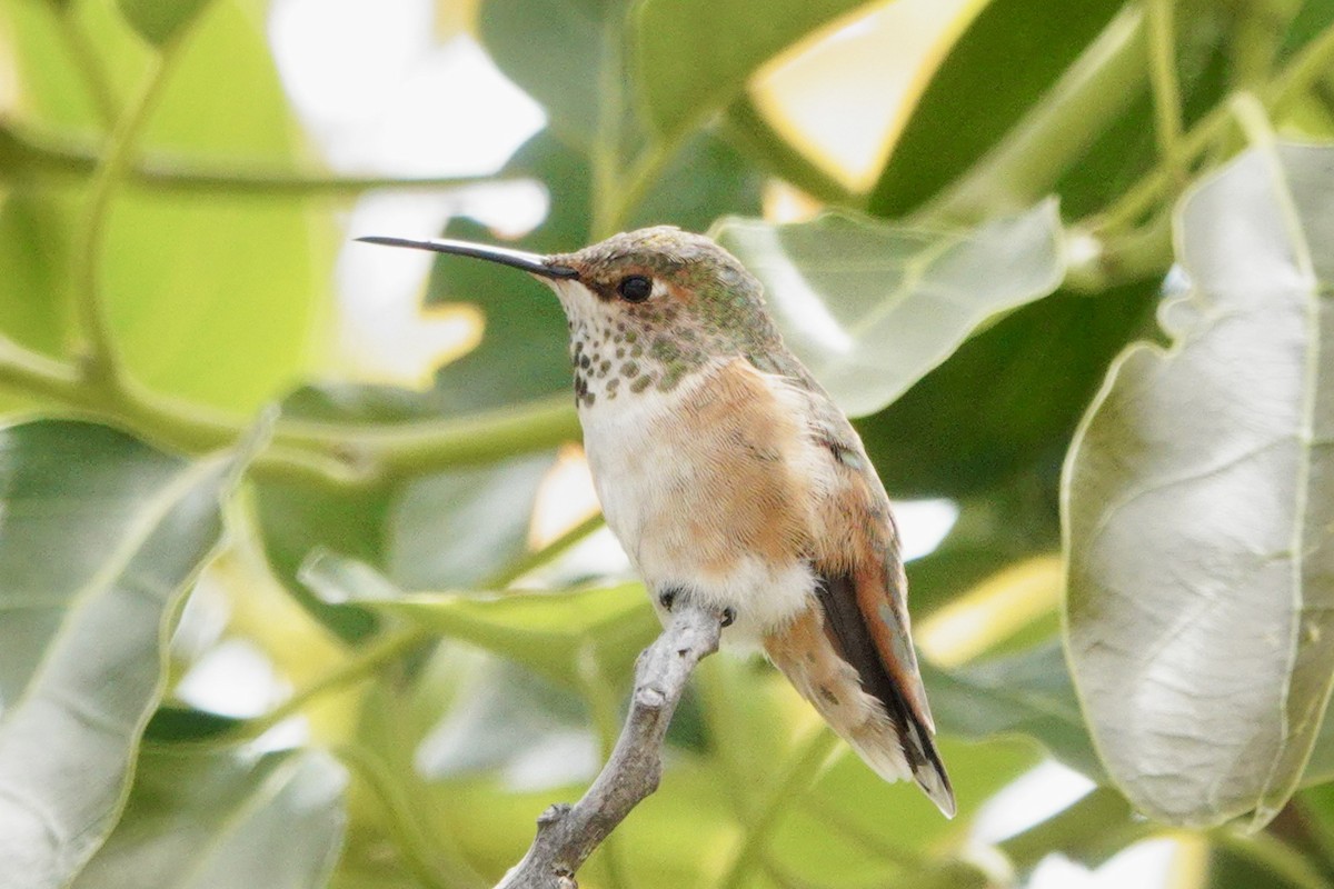 Allen's Hummingbird - Kenna Sue Trickey